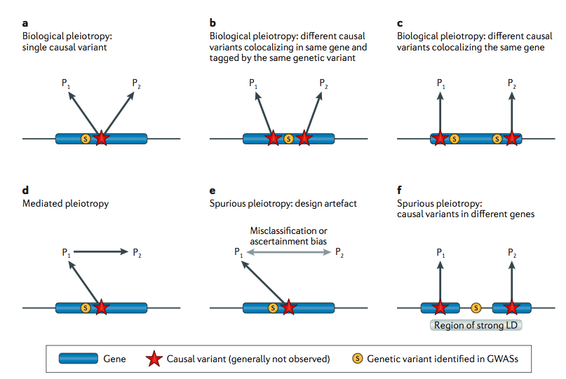 Pleiotropy review figure